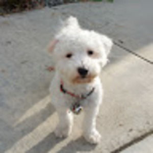 Meet your Posher, Vi